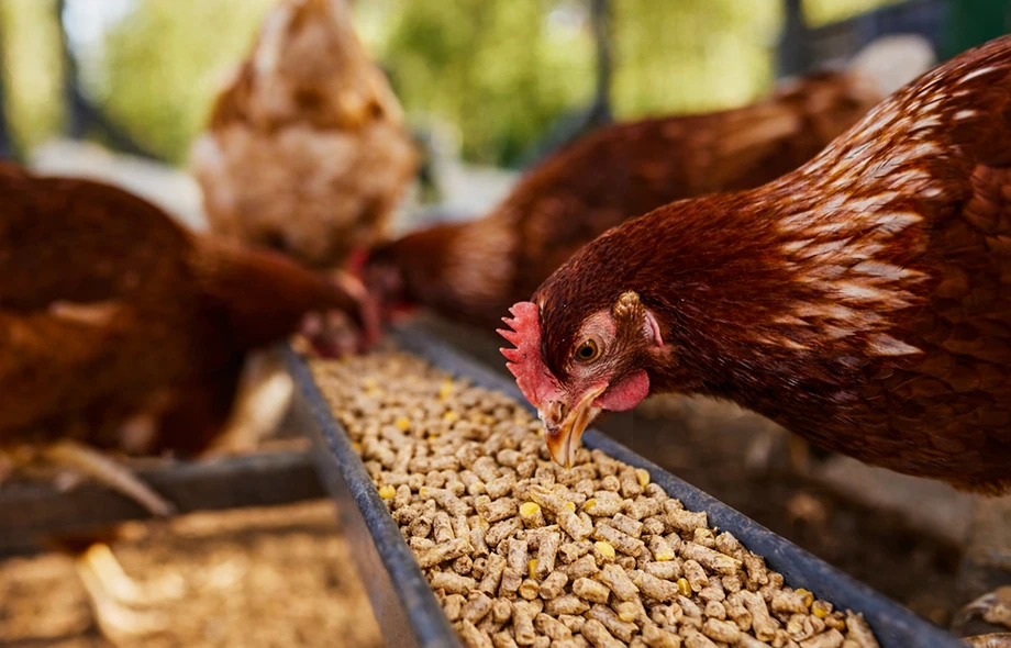 Pellets de alimentaci&oacute;n para aves de corral para pollos