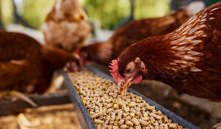 Poultry Feed Pellets For Chickens